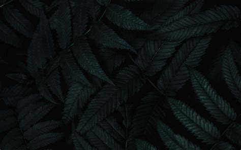 wallpaper leaves, dark, plant, carved, bush HD : Widescreen : High ...