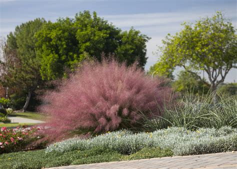 Muhlenbergia capillaris ‘Plumetastic’ - Everde Growers