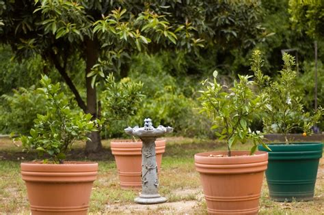 Planter un arbre nain fruitier en pot - Marie Claire