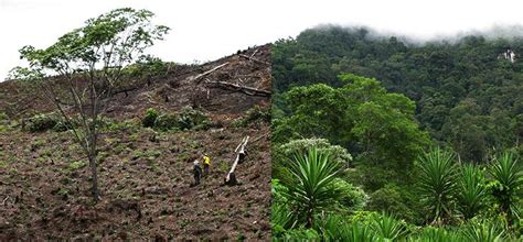 Solutions for Deforestation from Coffee Industry - Mesoamerican ...