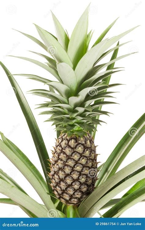 Pineapple stock photo. Image of freshness, plants, dessert - 29861754