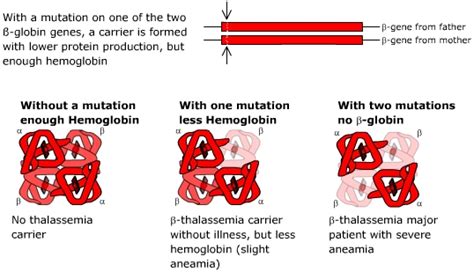 Cutting Edge Gene Therapies: Beta-Thalassemia Breakthroughs (Part I ...