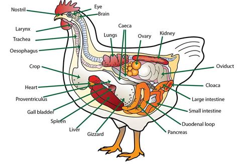 Anatomy | Animal & Food Sciences