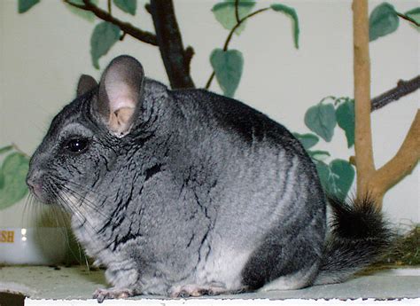 Dosiero:Chinchilla.jpg - Vikipedio