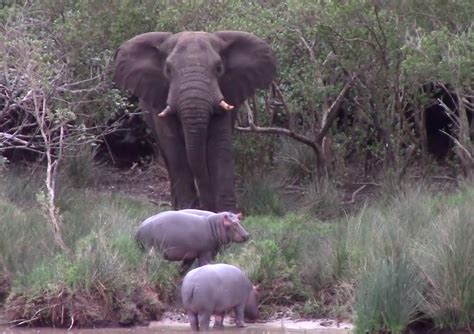 Watch: 3 juvenile hippos took on an elephant bull and it will make you LOL