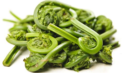 Fiddlehead Ferns Season & Facts | D'Artagnan