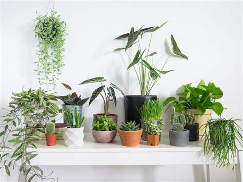 Where to buy houseplants in Seattle - Curbed Seattle