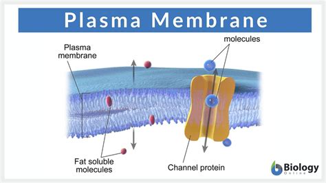 Plasma Membrane Definition And Examples Biology Online Dictionary ...