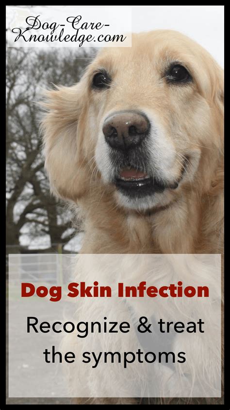 Dog Skin Infection: This Is How To Cure and Treat It