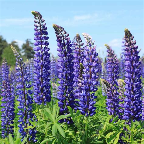 Lupine Seed - Lupinus Perennis Wild Blue Lupine Wild Flower Seeds