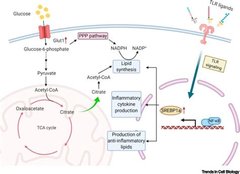 Lipid Metabolism in Regulation of Macrophage Functions: Trends in Cell ...