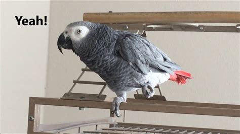 Clear Talking Parrot (Macy the African Grey) - YouTube