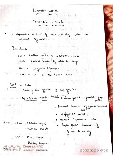 SOLUTION: Femoral triangle lower limb anatomy - Studypool