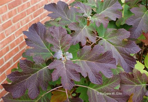 hydrangea quercifolia munchkin - fall leaf color | Oakleaf hydrangea ...