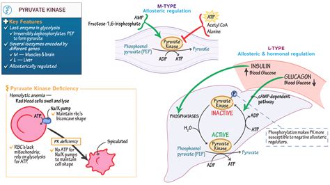 Biochemistry: Pyruvate Kinase | ditki medical & biological sciences