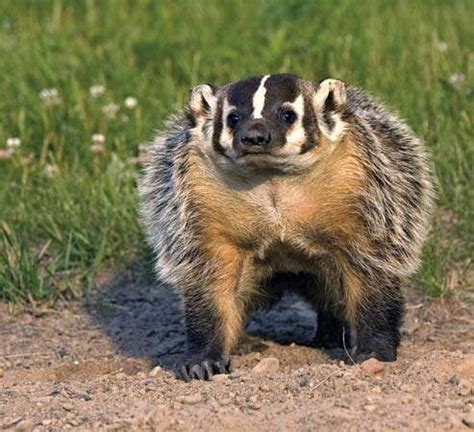 Badger | mammal | Britannica.com