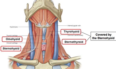 Omohyoid: Origin, Insertion, Action & Nerve Supply » How To Relief