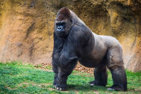 40 Gorilla Facts: One of Humans' Closest Relatives | Facts.net