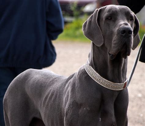 Big Dog Names | The 105 Best Names for Large Breed Dogs