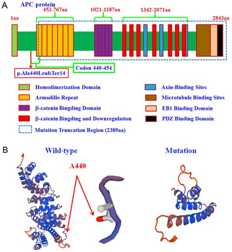 A novel APC mutation identified in a large Chinese family with familial ...