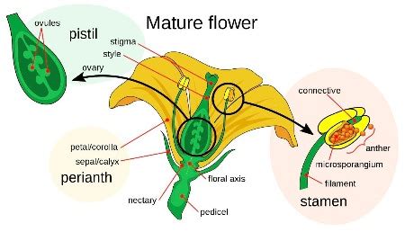 Ovule of a Flower | Definition, Function & Components | Study.com