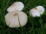 Common lawn mushrooms. What are they? - Mushroom Hunting and ...