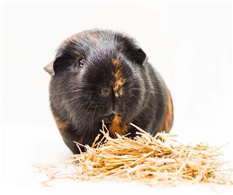 Guinea Pig Hay: Everything Need to Know and 4 Top Picks - More Guinea Pigs