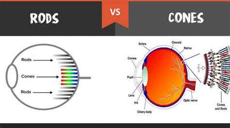 Rods vs cones 2021
