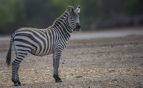 Differences Between a Horse and Zebra: Can You Ride a Zebra? – Just for ...