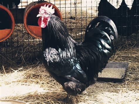 Black Jersey Giant Rooster Rhode Island Red, Plymouth Rock, Dog Kennel ...