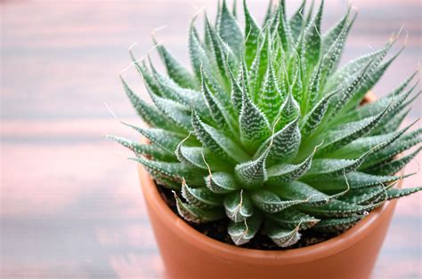 23 Different Types Of Aloe Vera To Grow In Containers | Engineering ...