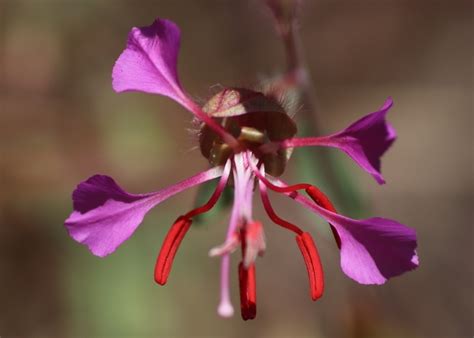 Clarkia unguiculata Calflora