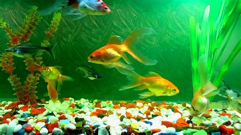 Tips For Decorating Your Fish Aquarium