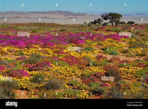 Namib Desert Plants