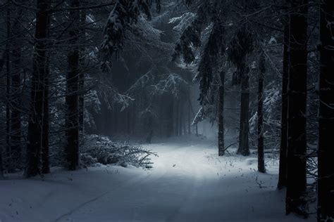 Winter Forest Wallpaper (62+ images)