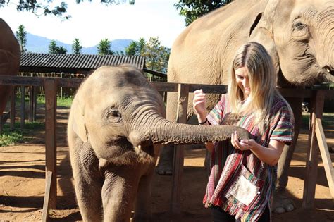 Full Day Elephant Care at Elephant Jungle Sanctuary Chiang Mai