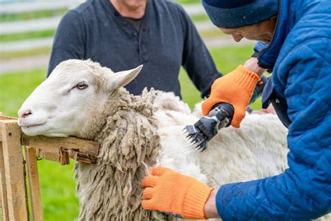 NYC's Only Sheep Shearing Festival Returns This Weekend