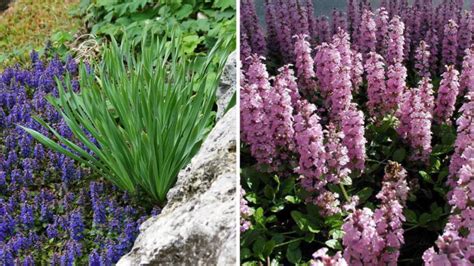 10 Ideal Plants for Semi-Shaded Rockery - Best Landscape Ideas