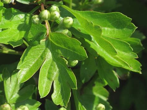 What's the difference between Blackthorn and Hawthorn? | Wildlife Insight