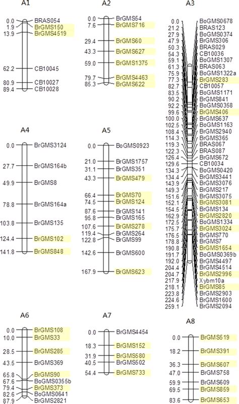 The first genetic framework map of hexaploid Brassica formed from a ...