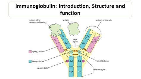 Immunoglobulin - Microbiology Notes