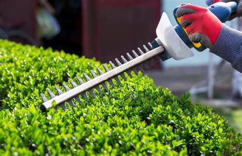 How To Trim Bushes With An Electric Trimmer | Easygearlife