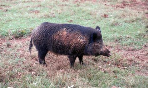 Feral Hog Attacks on Humans – Feral Hogs