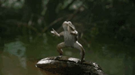 Clapping Frog Cheering GIF - UINona GIFs