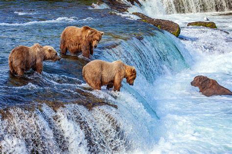 Watch giant brown bears catching salmon on the Katmai bear cam - Lonely ...