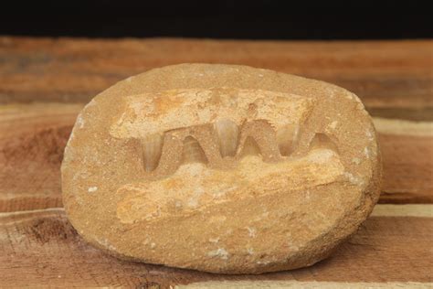 Faux Mosasaur Tooth and Jaw Fossil (s) - Kids Love Rocks