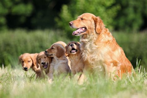 Golden Retriever dog | Description & Facts | Britannica