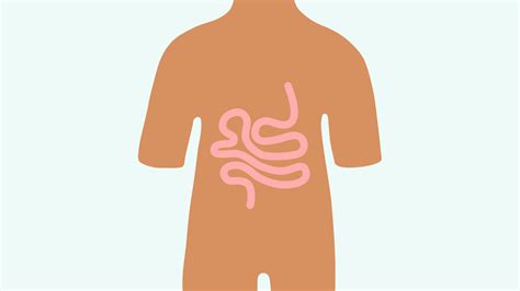 Effects of gut bacteria on your immune system | Livi UK