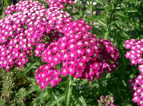 File:Achillea millefolium cv2.jpg - Wikimedia Commons