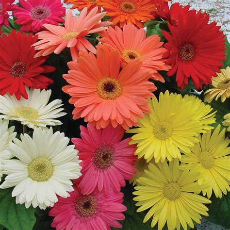 Gerbera Seeds - Gerbera Daisy Flower Seed Mix